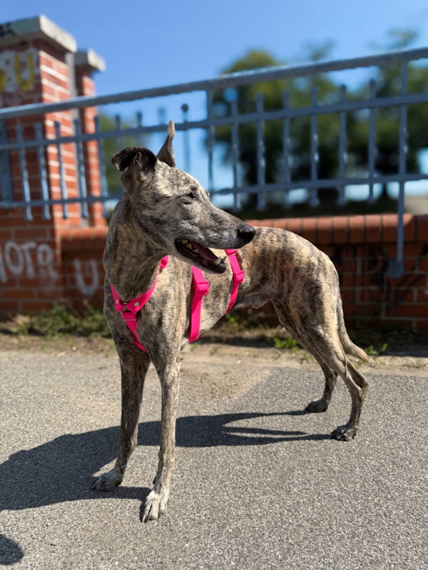 Levně Protiúnikové postroje hexaline růžové M (Whippet)