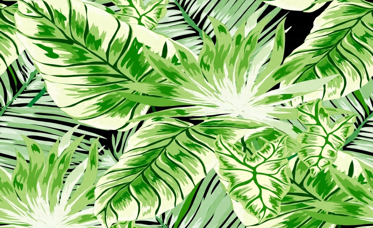 

Fototapeta Flizelinowa Palma Monstera - 416x254