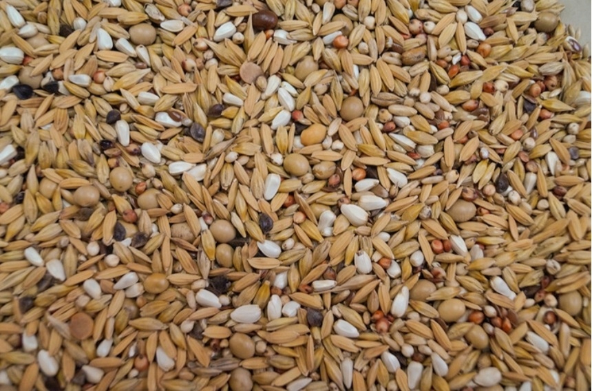 Mieszanka Karma Dla Golębi FAZA1 20KG Gold Wings