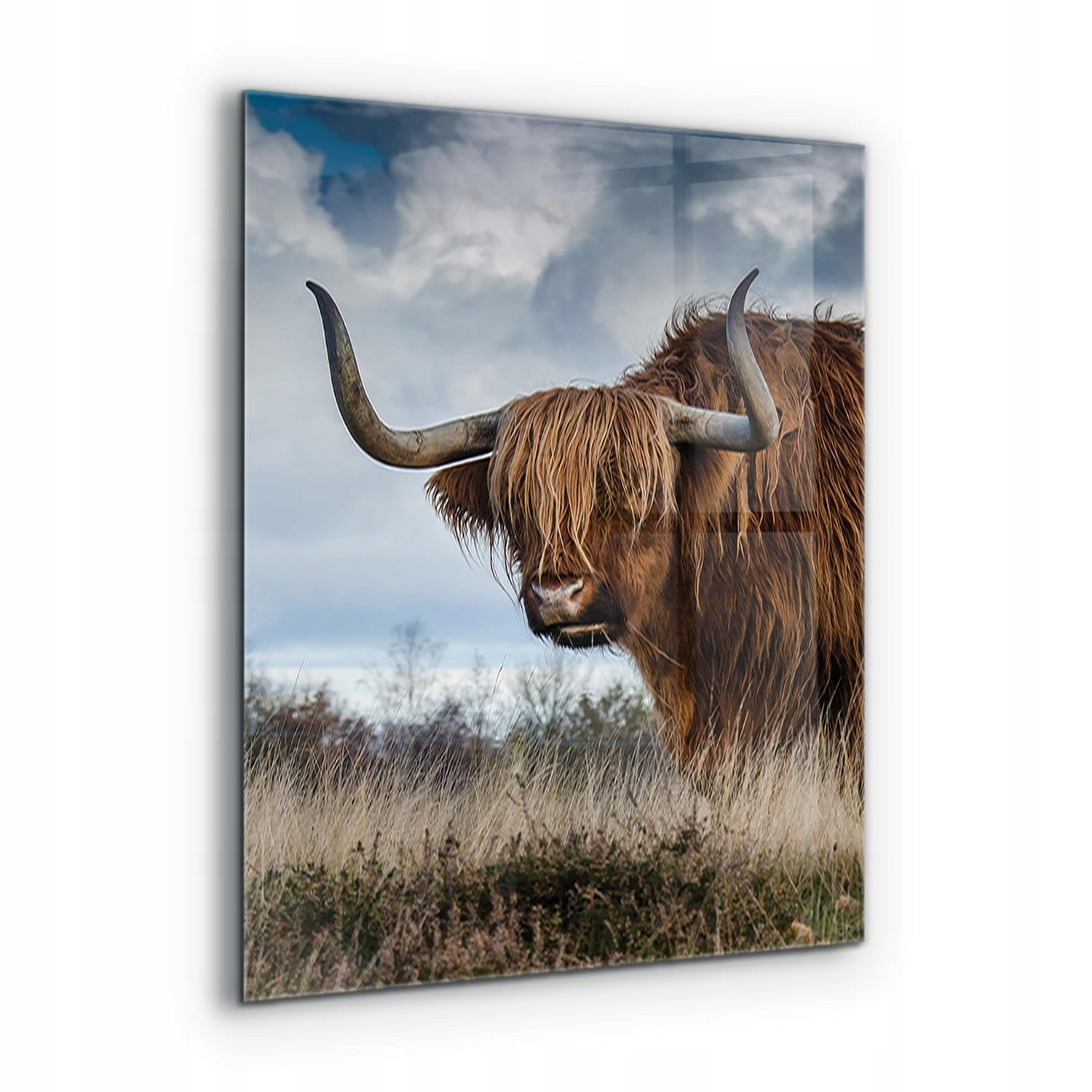 Moderný panel do kuchyne Krava Highland Boho