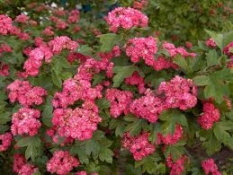 Głóg czerwony, różowy sadzonka w pojemniku 2-3l 125-125 cm • Cena ...