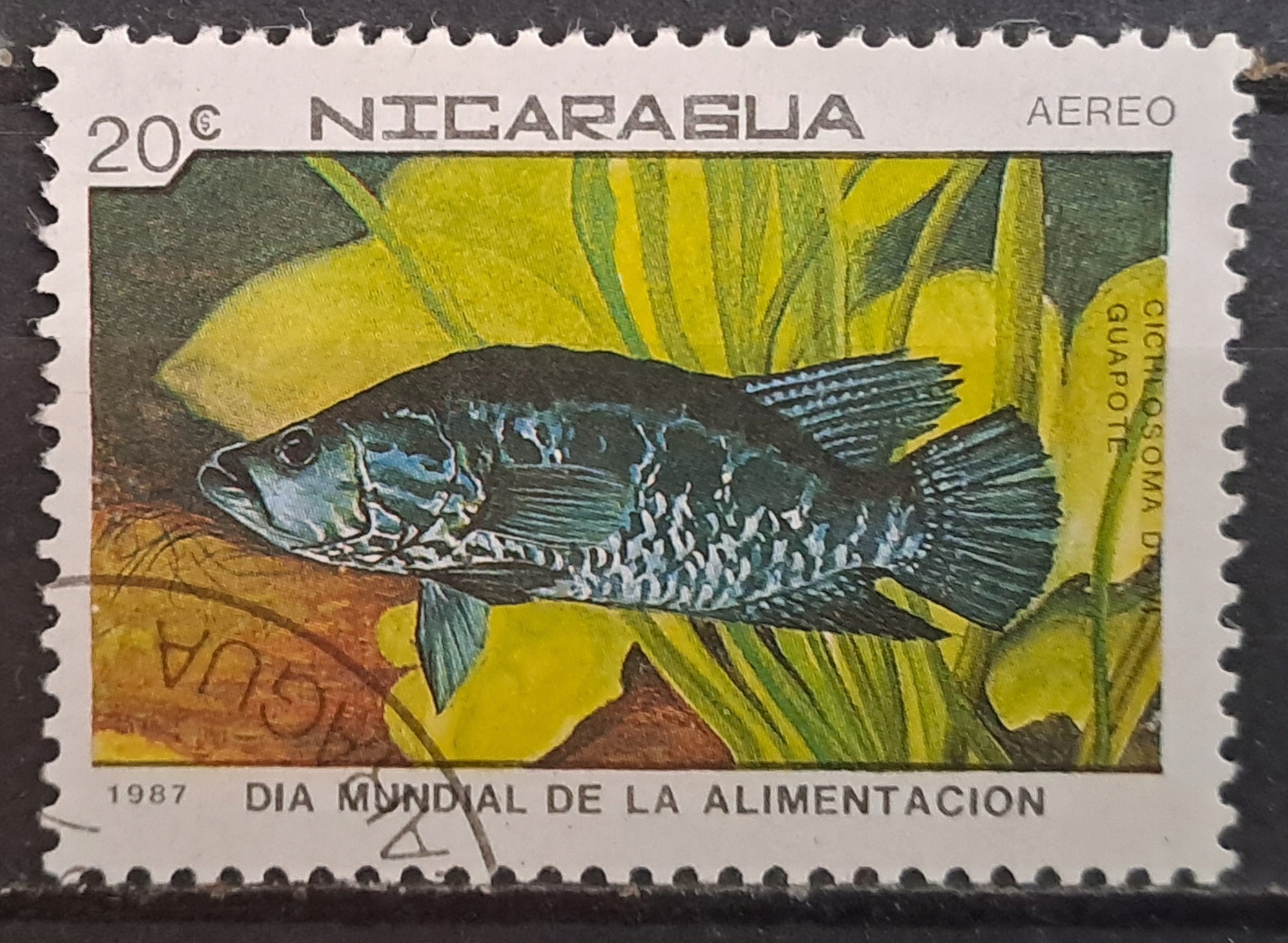 Ryby (kas) - luzak - do uzupełnień 13/2