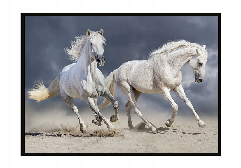 

Obraz Plakat W Ramie 43x33 cm Konie P898
