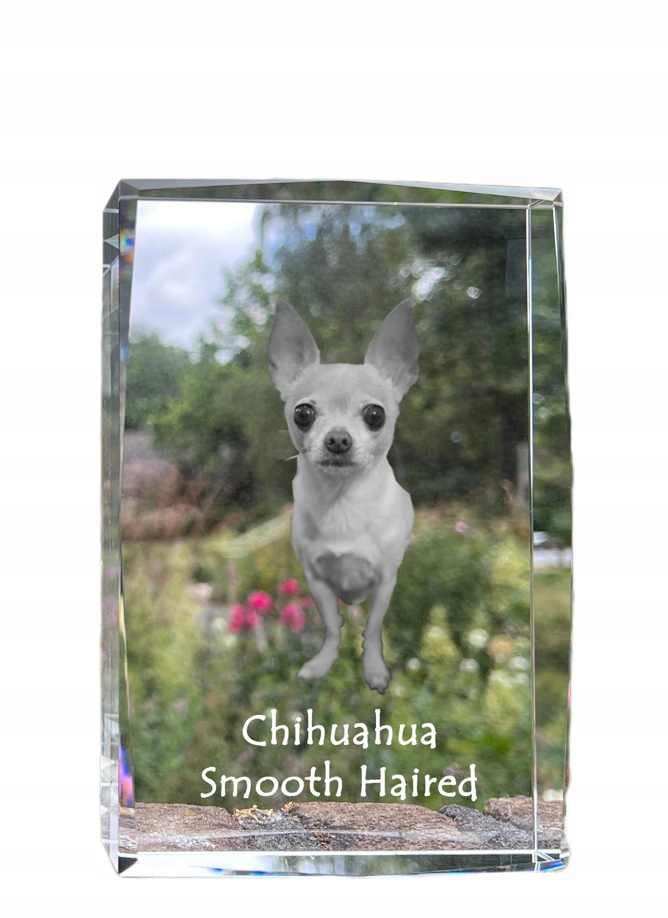 Chihuahua długowłosy kryształ ze zdjęciem psa, zdjęcie w szkle, nowoczesn