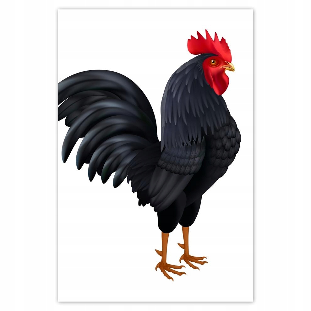 

Plakat 62x93 Bende go zjad Kogut