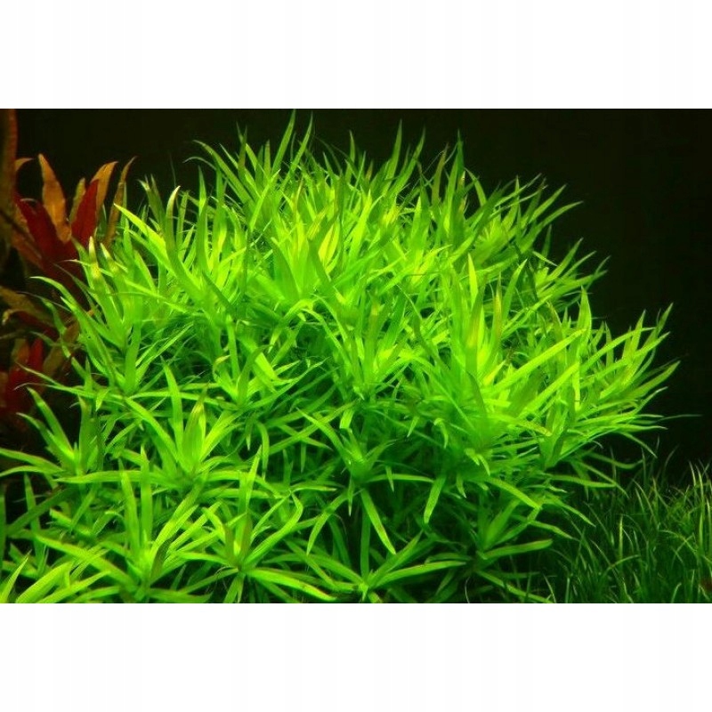 Heteranthera zosterifolia- 10-15cm