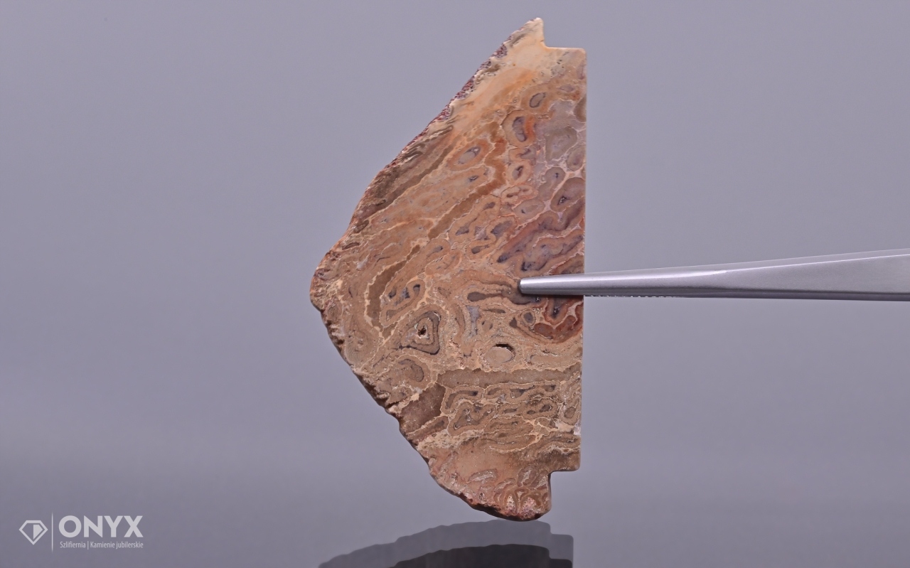 Zkamenělá dlaň nepravidelná 57,5x30,5 mm