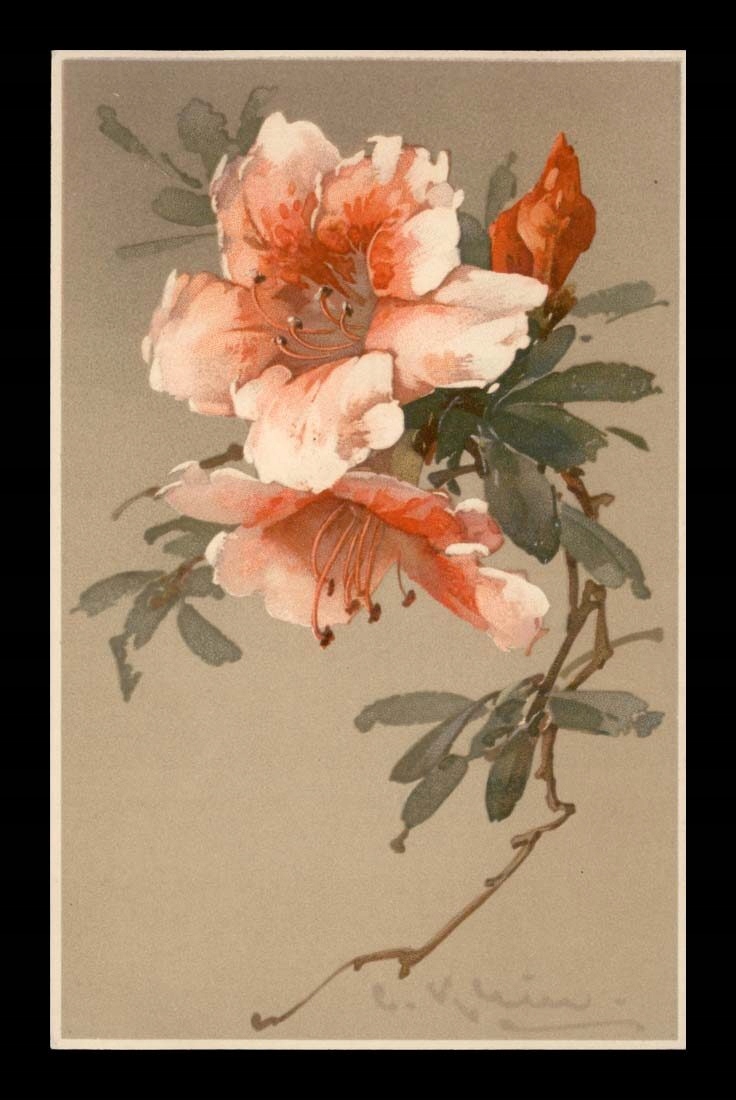 C. KLEIN - AZALIE - KWIATY