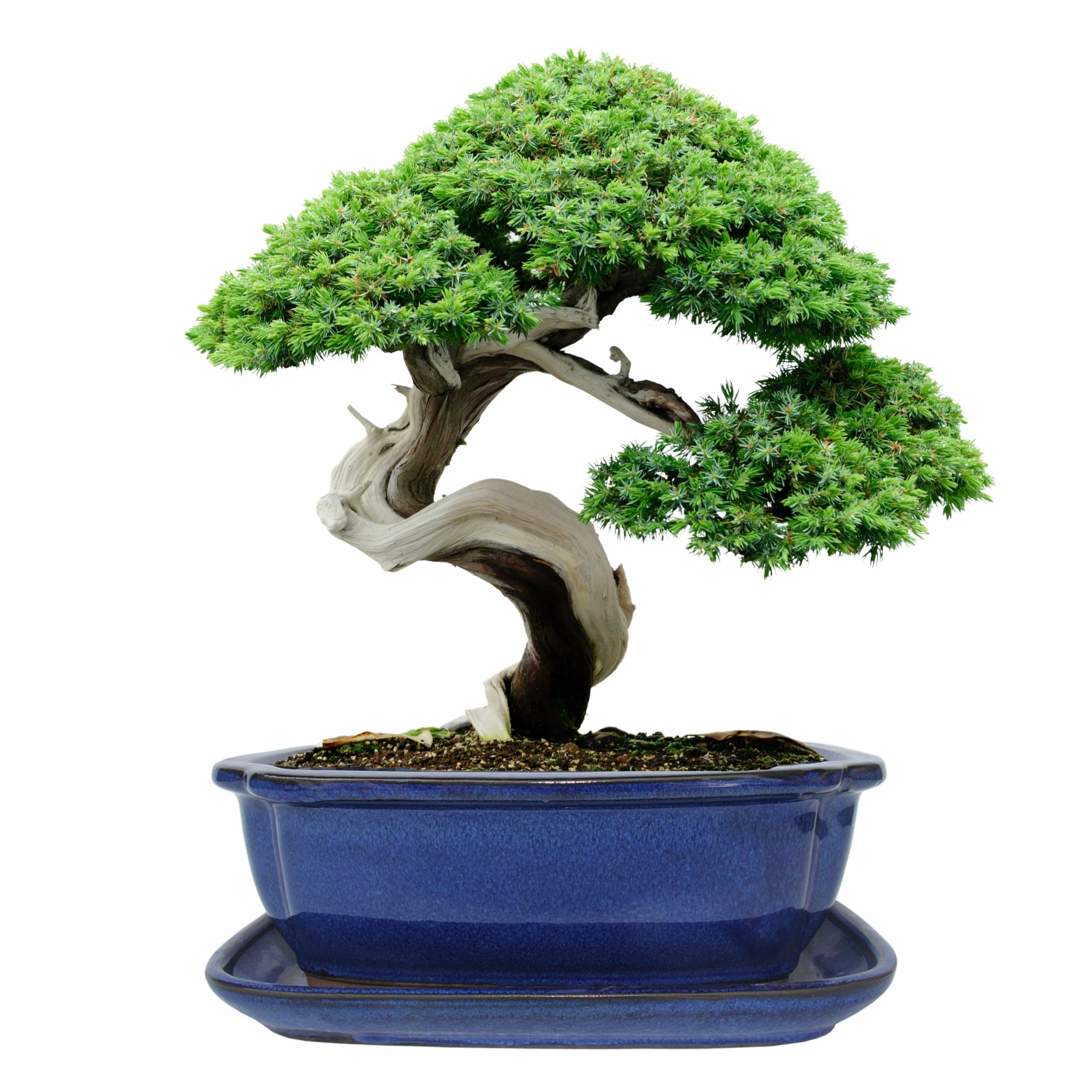Donica bonsai z podstawką ceramiczna szkliwiona niebieska H:10x21x26,2cm