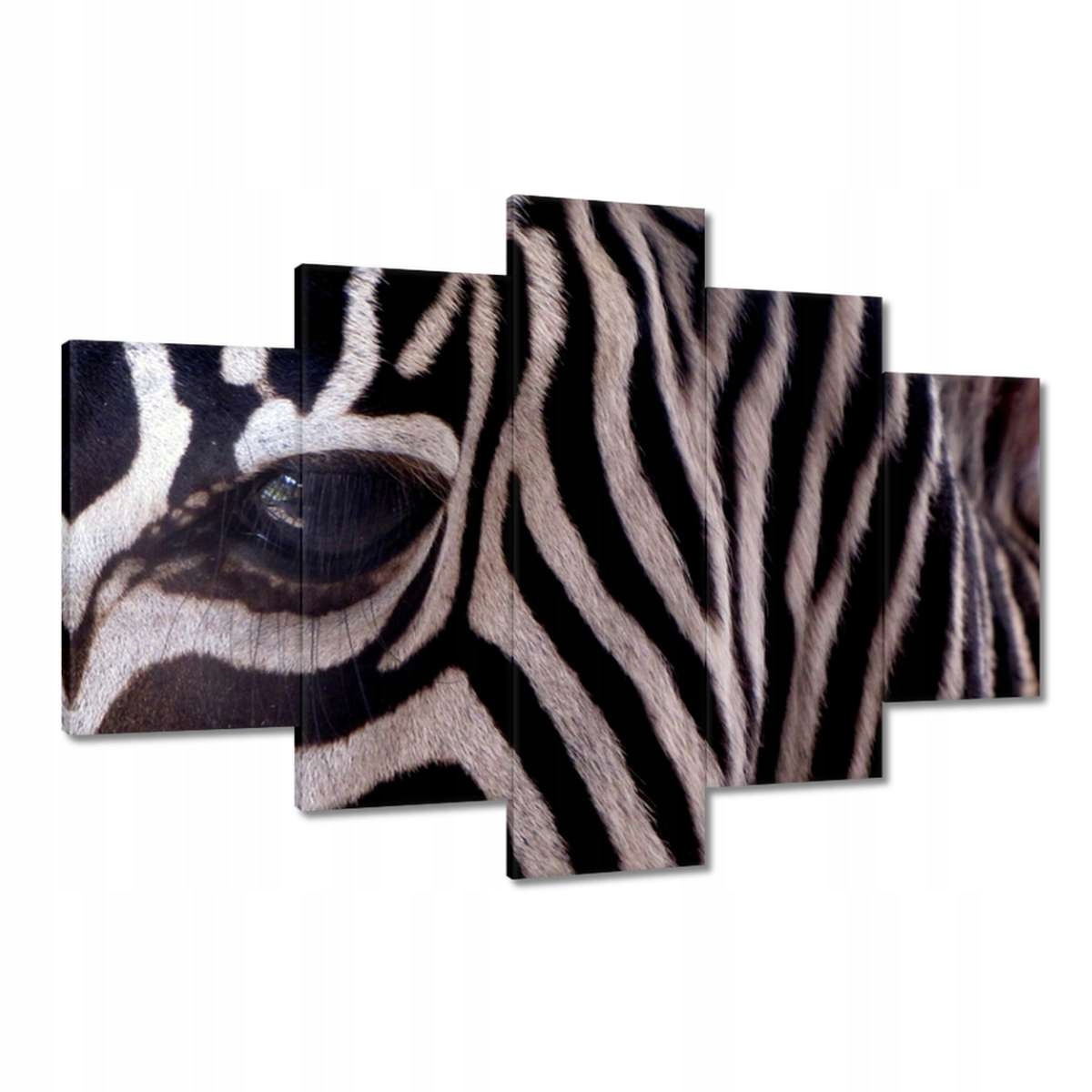Obrazy 120x80 Makro fotografie zebra