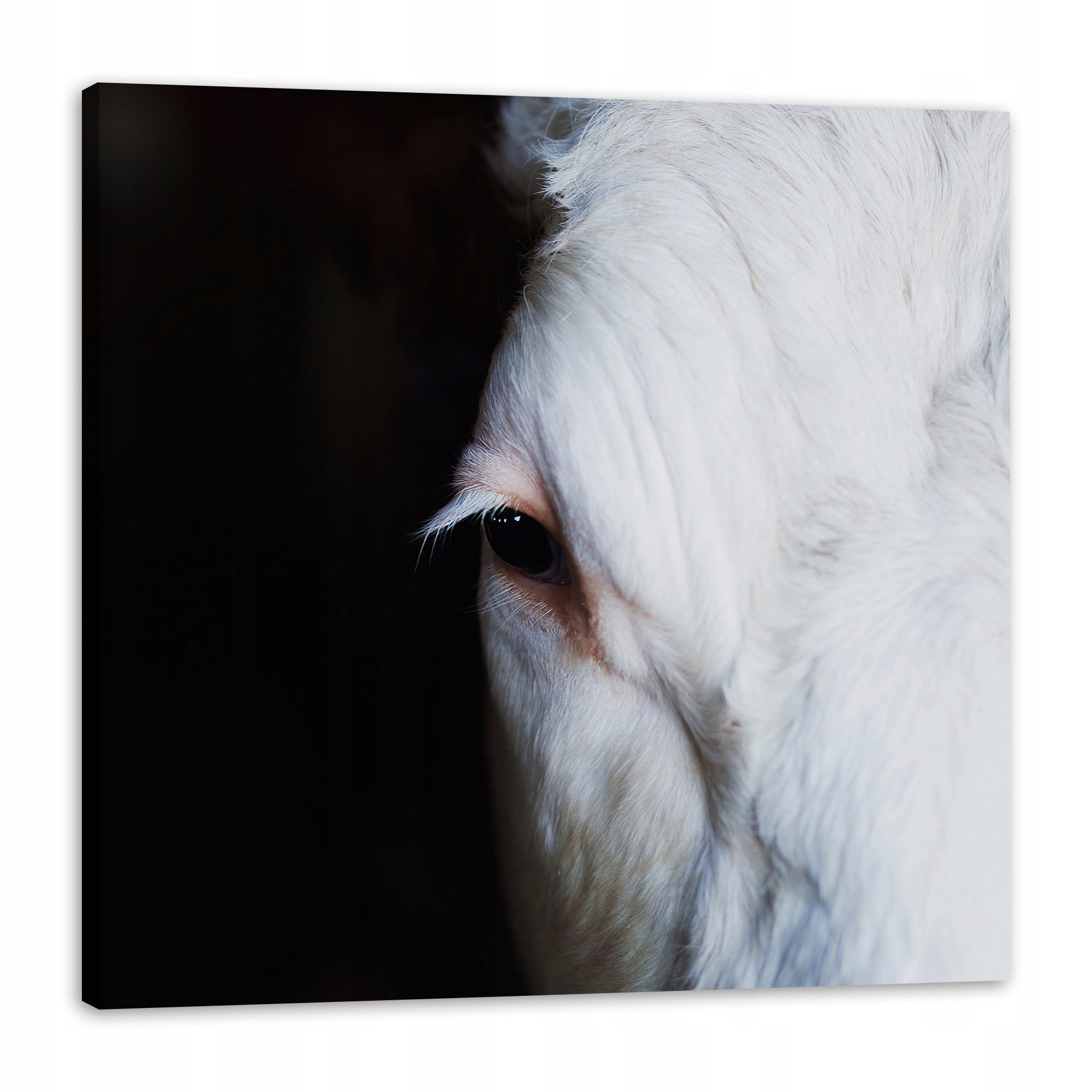 Obraz na plátně Zvířata Oko koně 90x90 cm