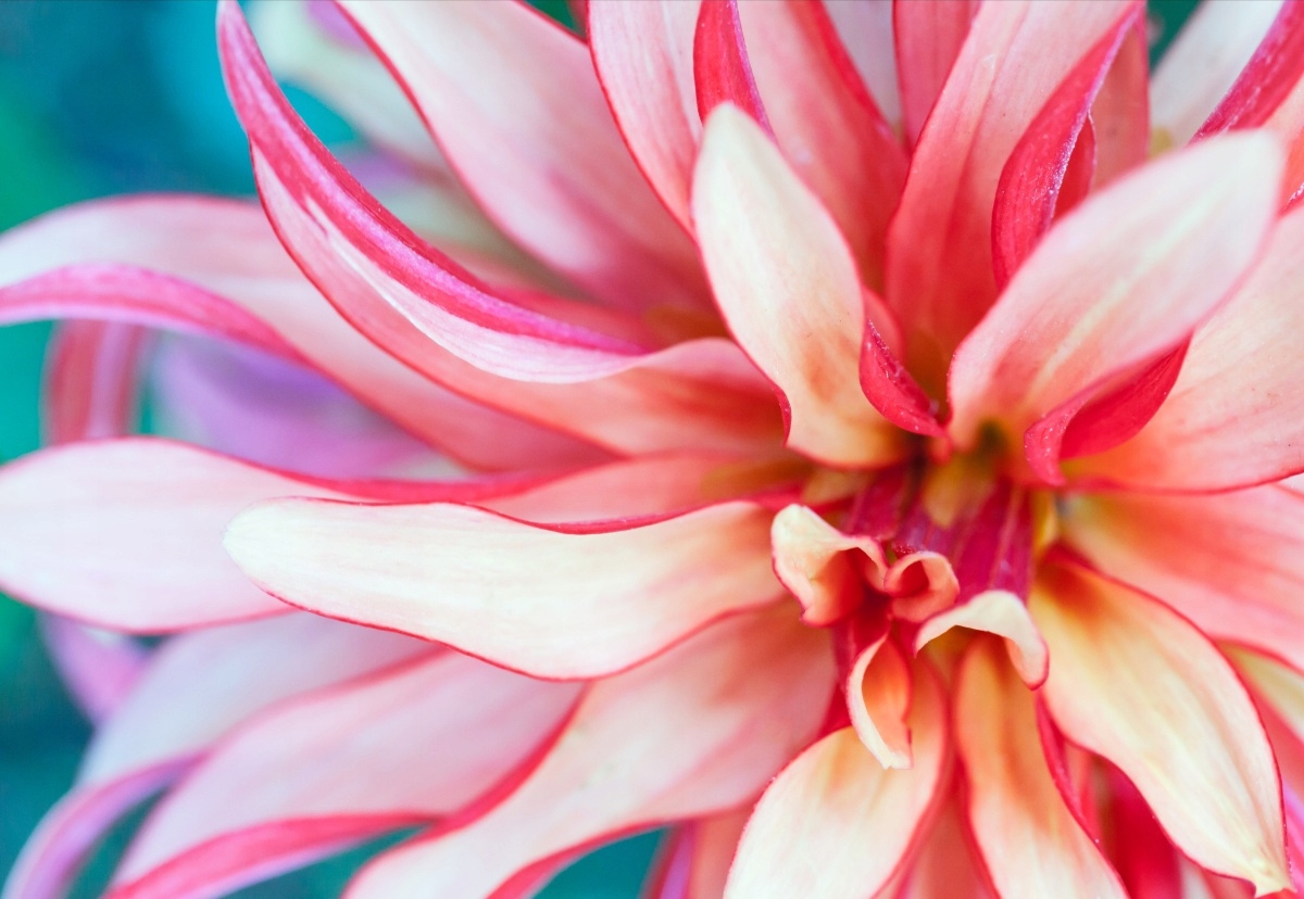 

Tapeta flizelinowa Egzotyczny kwiat - 152x104