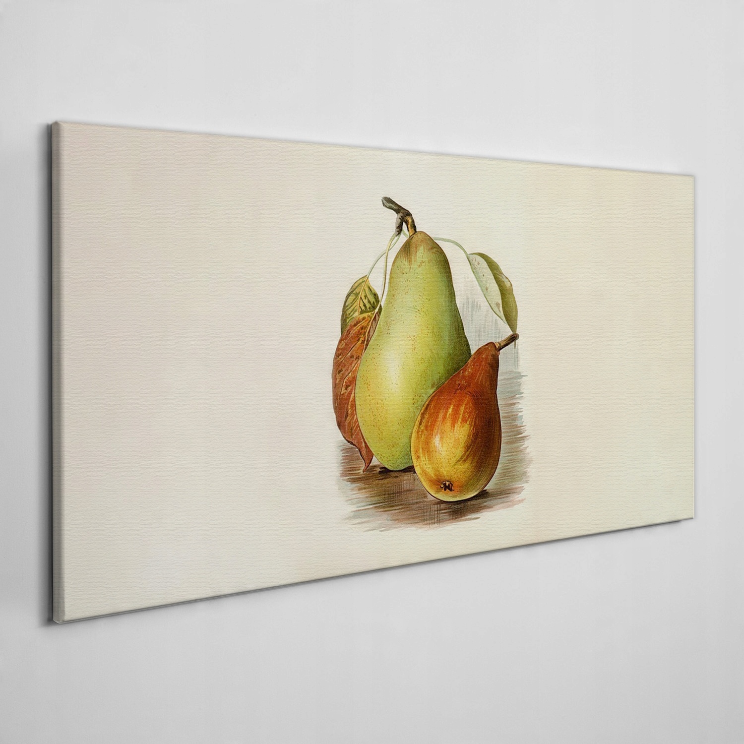 

Obraz na płótnie Owoce gruszki liście 120x60 cm