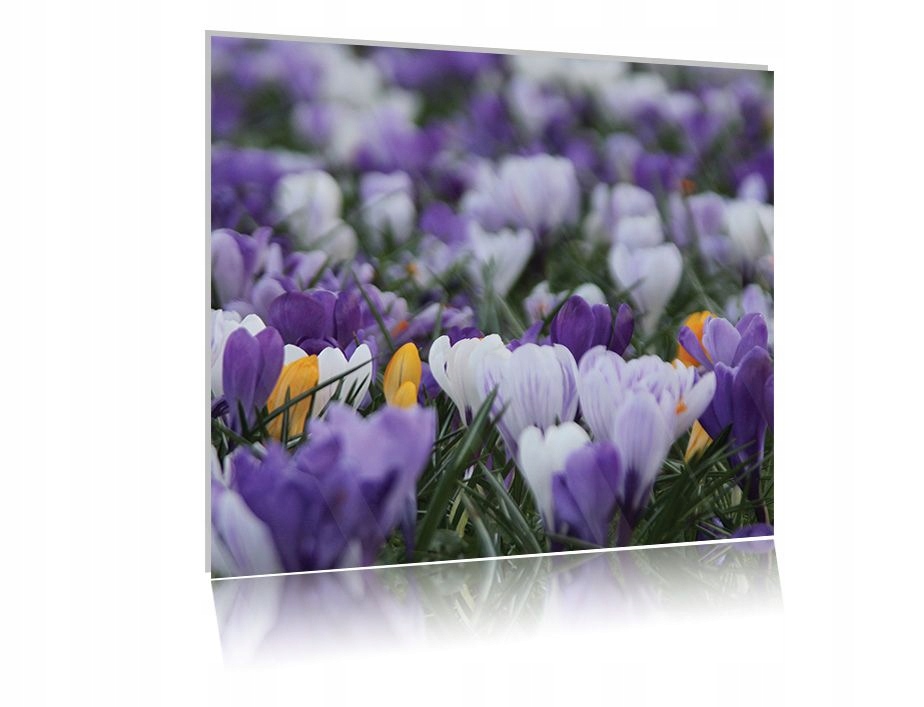 

Obraz szklany na szkle Łąka 09 50x50