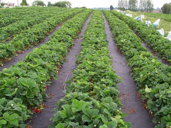 AGROTKANINA AGROWŁÓKNINA MATA NA CHWASTY + KOŁKI Kolor czarny