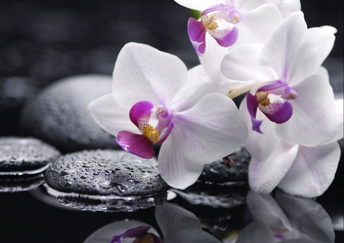 

Tapeta flizelinowa Orchidea 208x146