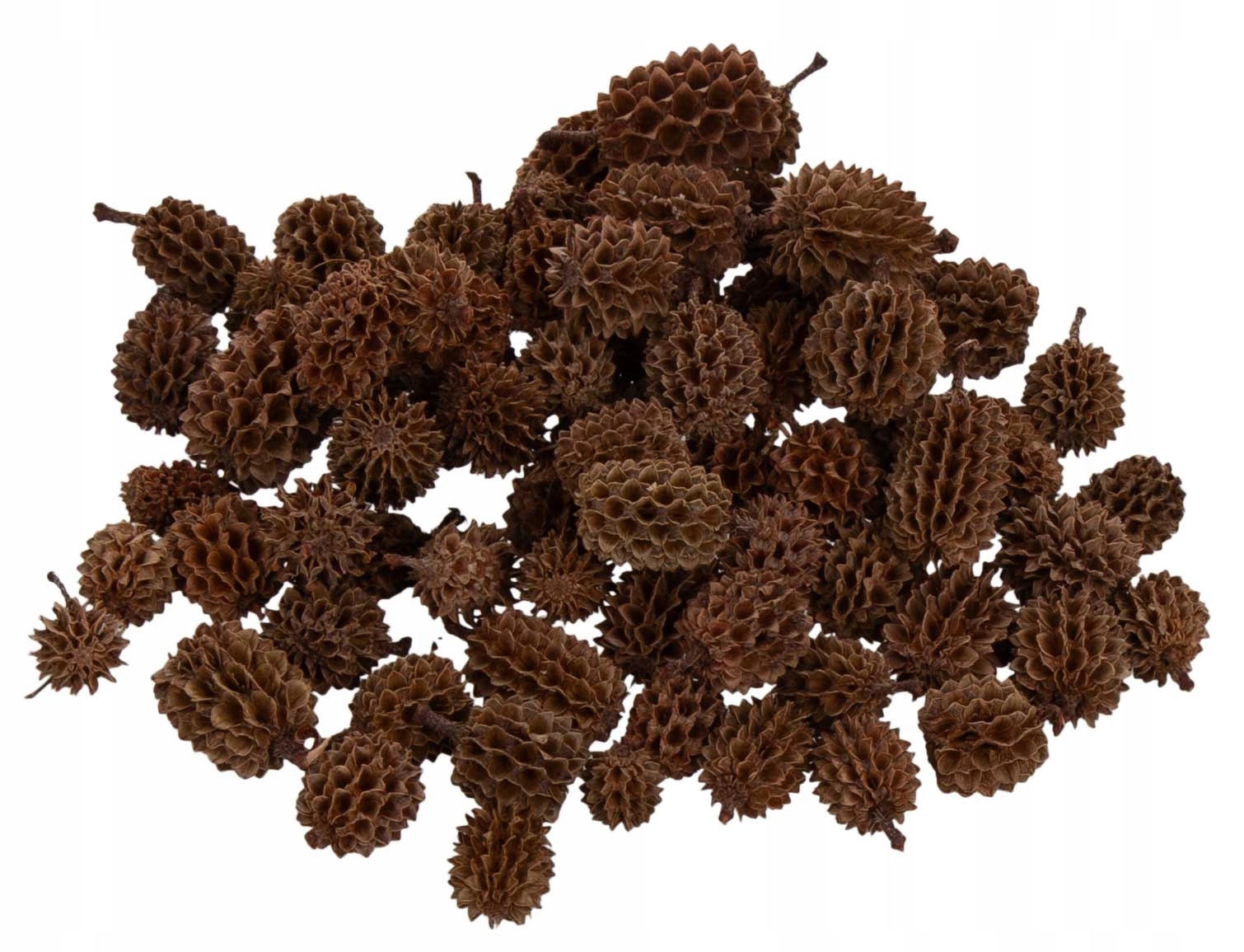 CASURINA SUSZ EGZOTYCZNY NATURALNY 100G