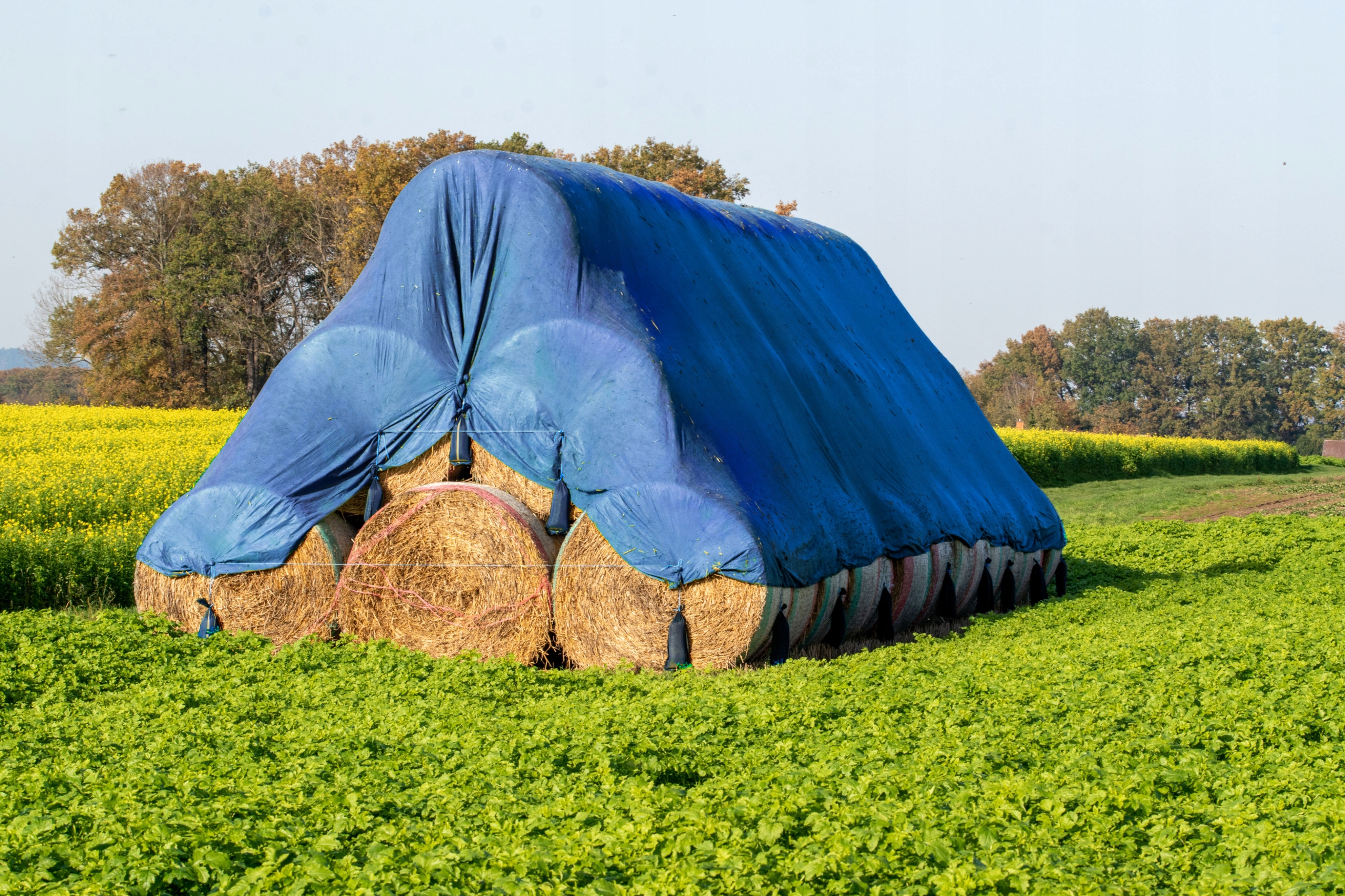 Plandeka wzmacniana NIEBIESKA 3 x 4 m 60g Szerokość 3 m