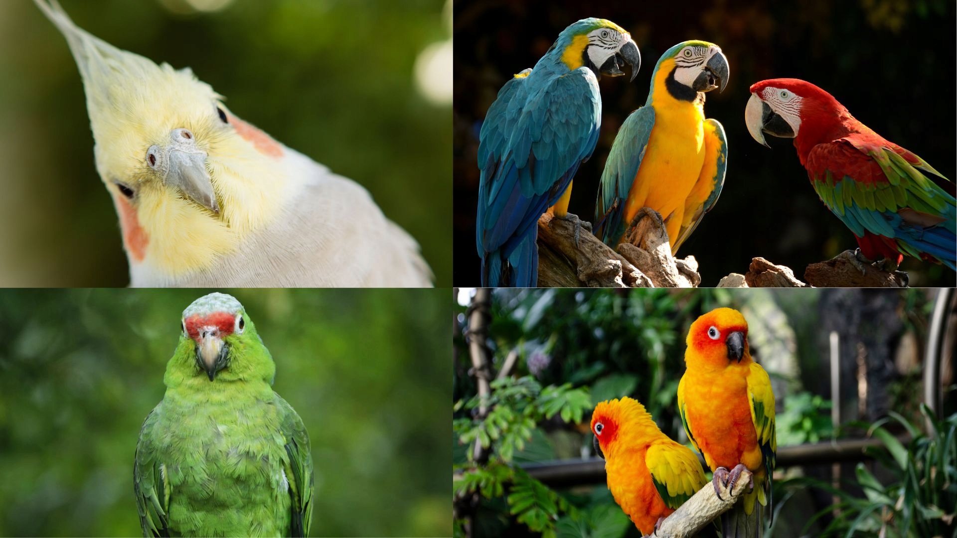 Krokosz 25KG Marka inna