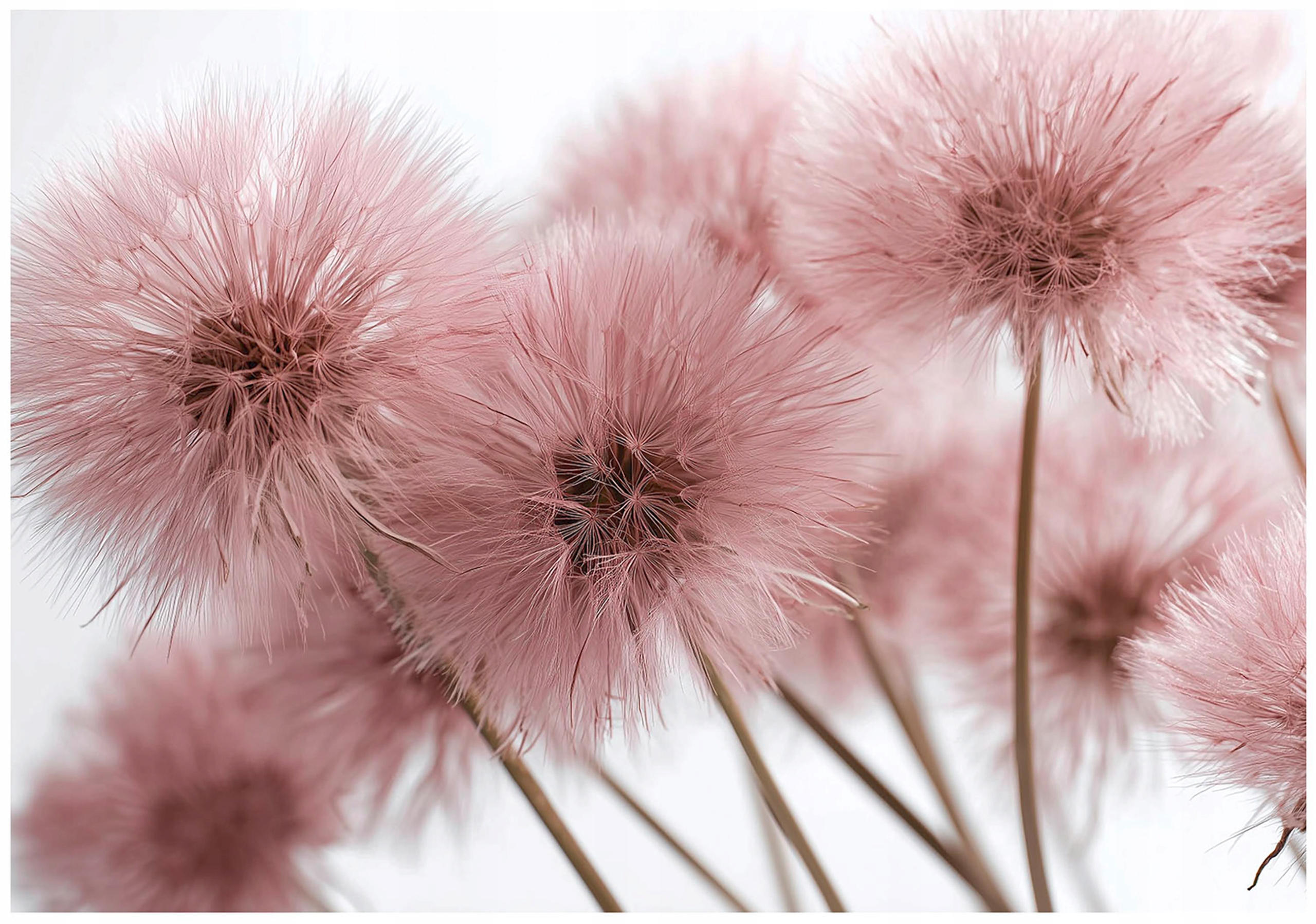 Fototapeta Dúchadlá Ružová Natura 3D Rastliny Lúka Ružová 350x250