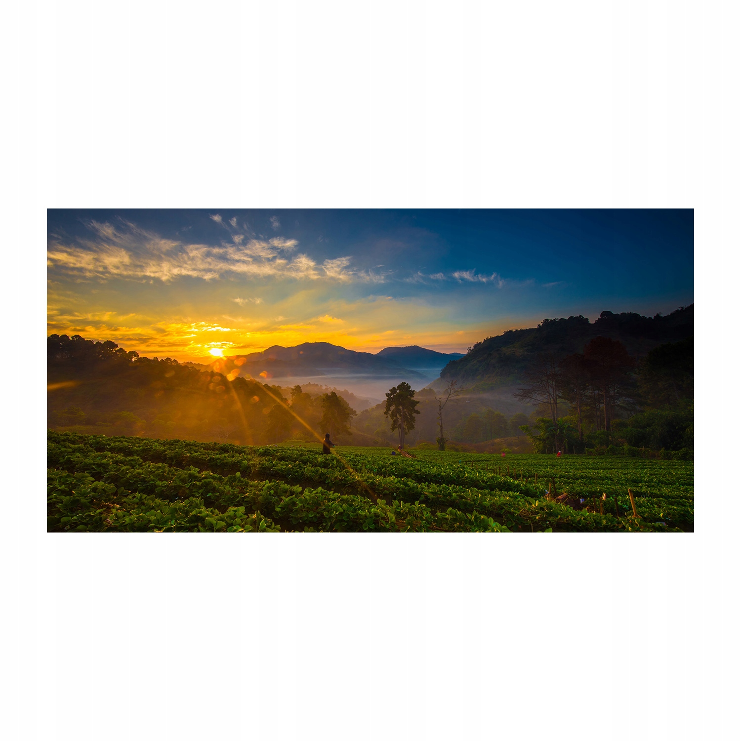 

Foto obraz szkło akryl Plantacja herbaty 120X60 cm