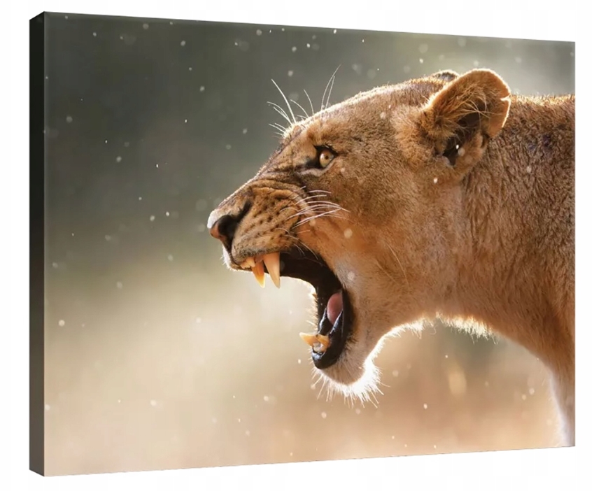 Obraz 80x60 Lvice řev síla divoká příroda dravec Afrika safari moc