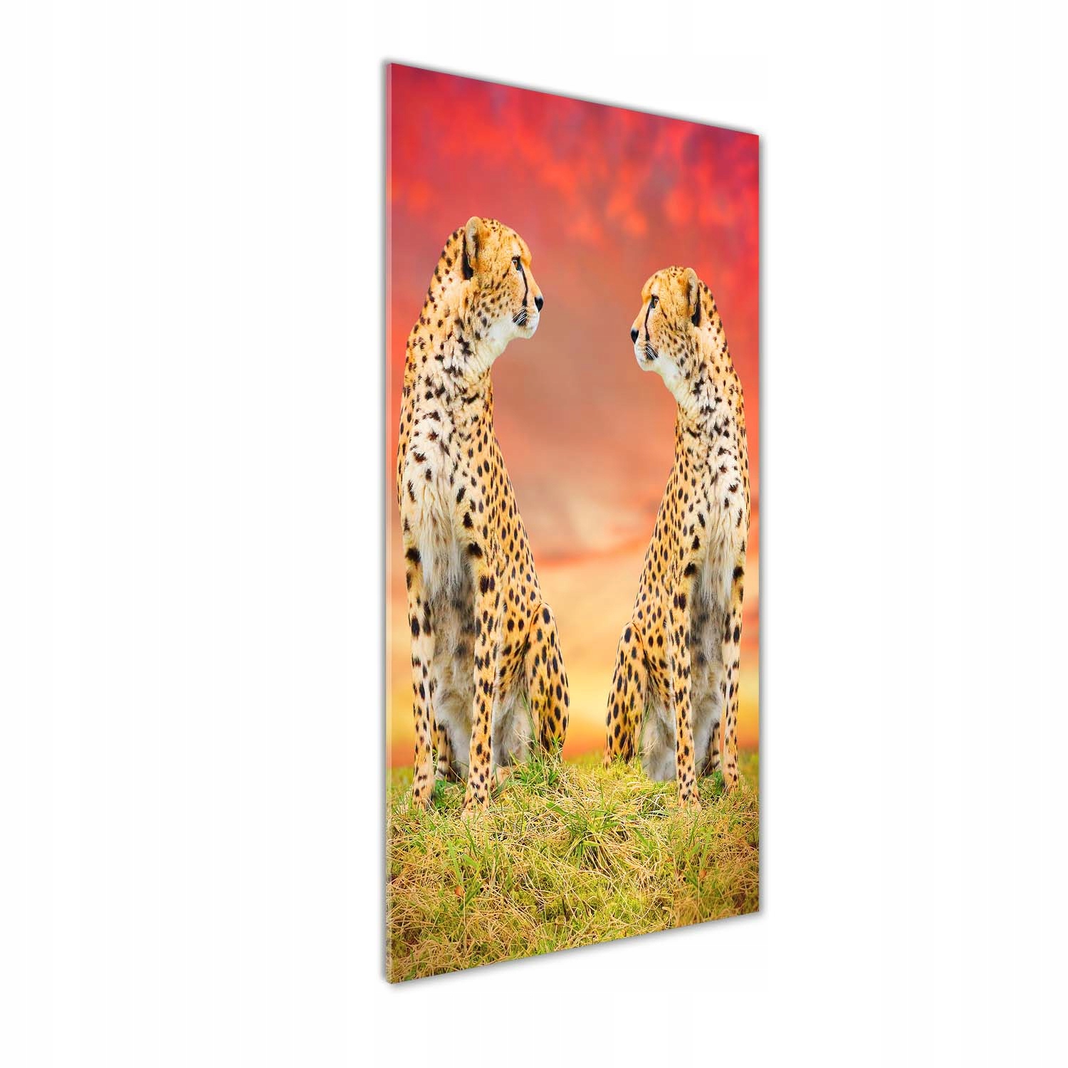 

Nowoczesny fotoobraz akrylowy Dwa gepardy 50x125cm