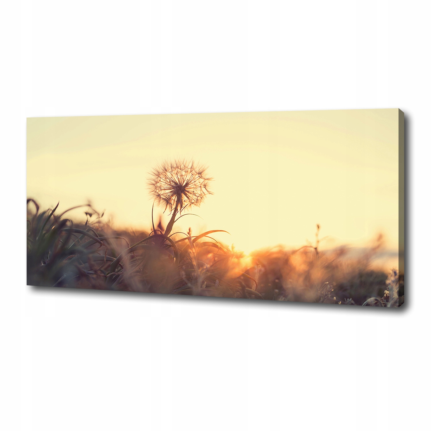 

Foto obraz canvas na ścianę Dmuchawiec 125x50 cm