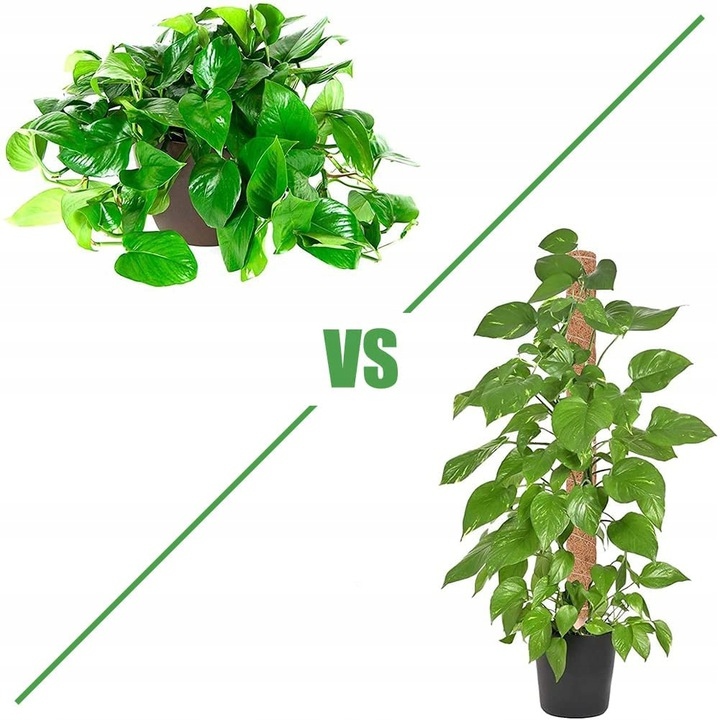 PODPORA PALIK KOKOSOWY 60CM TYCZKA DO MONSTERY KWIATÓW ROŚLIN 1szt. Kod producenta x