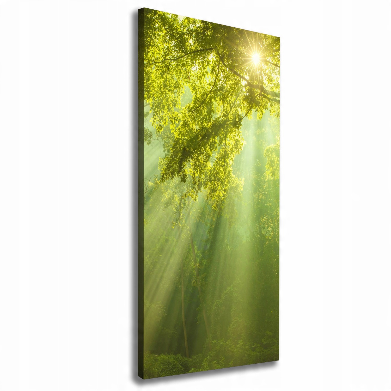 

Foto obraz na płótnie Słońce w lesie 50x125 cm