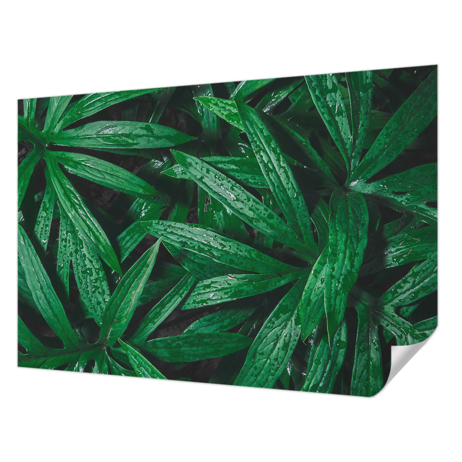 Samolepicí fototapeta Odolná vůči skvrnám Přírodní zeleň 152 x 104 cm