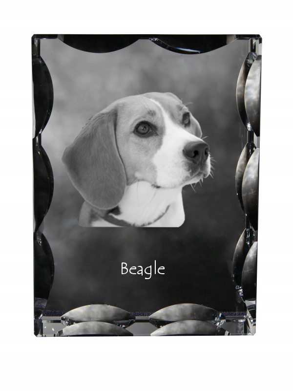 Beagle fotografia psa v ozdobnom kryštáli, suvenír, dekorácia domu