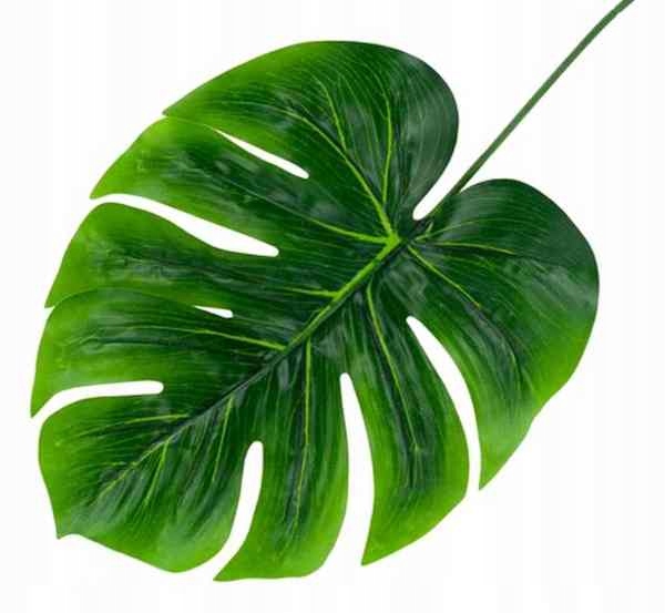 Liść Philo LIŚCIE filodendron MONSTERA latex green
