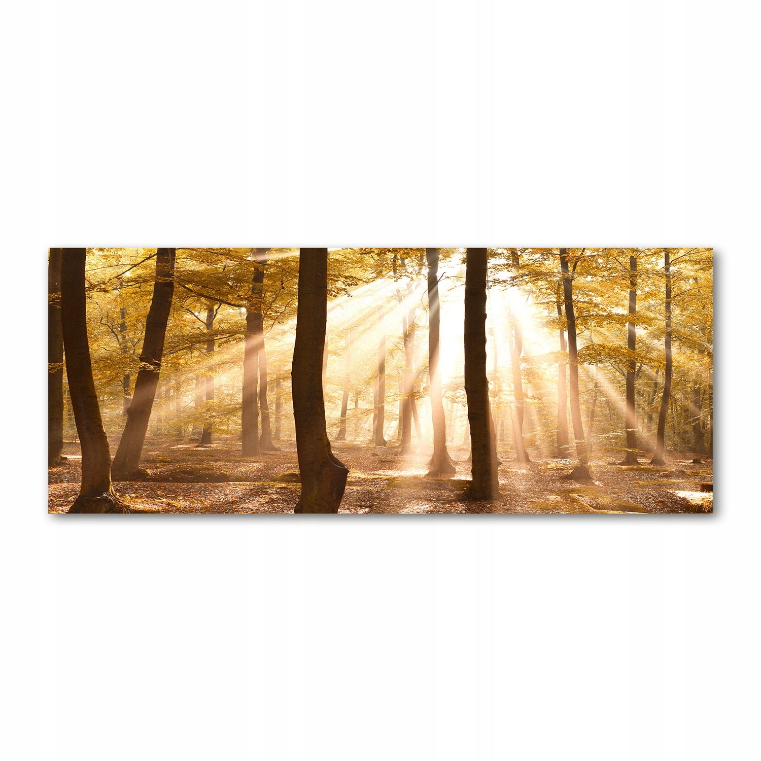 

Foto obraz akryl zdjęcie Las jesienią 125x50 cm