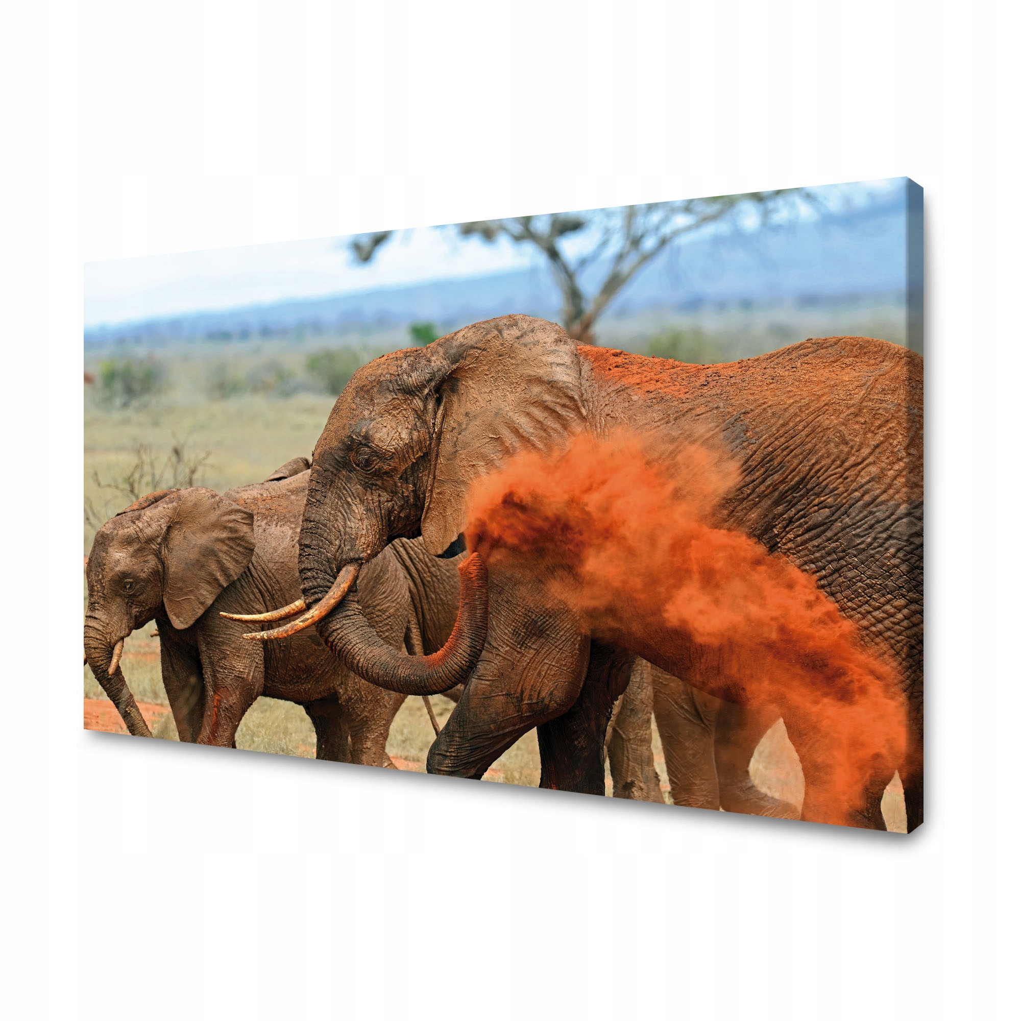 Obraz na plátně Pár slonů Savana Afrika Příroda 120x70 cm