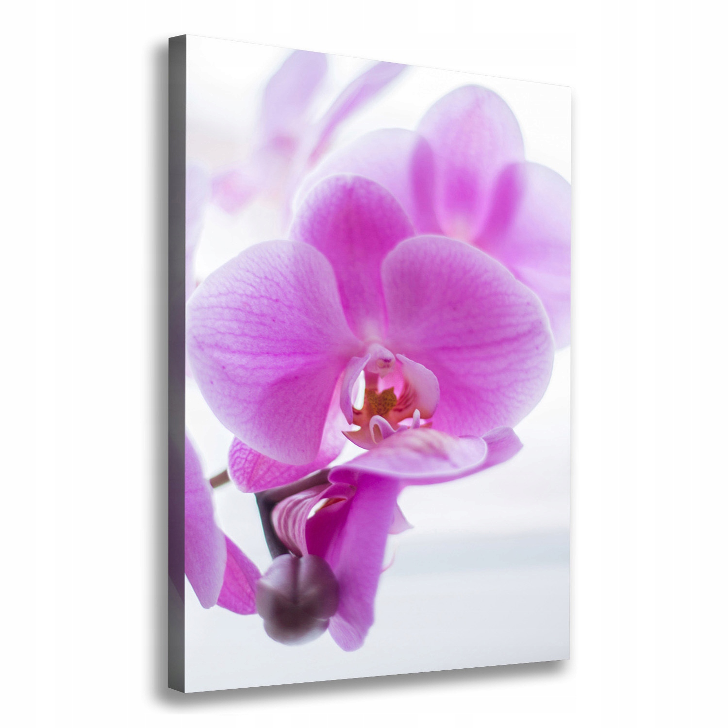 

Foto obraz na płótnie Różowa orchidea 70x100 cm