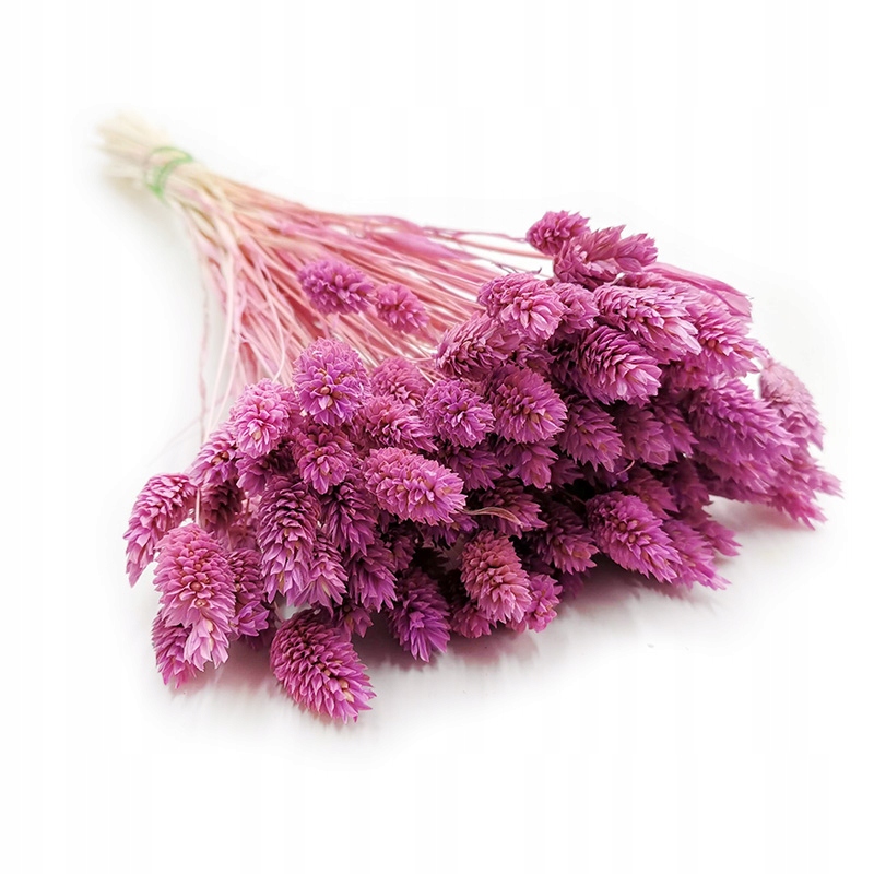 Phalaris Wrzosowy Mozga kanaryjska, kanar boho