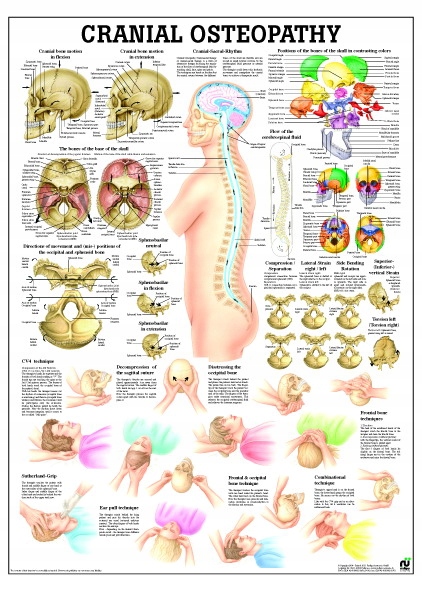 Tablica medyczna: Cranial Osteopathy (70 x 50 cm En)