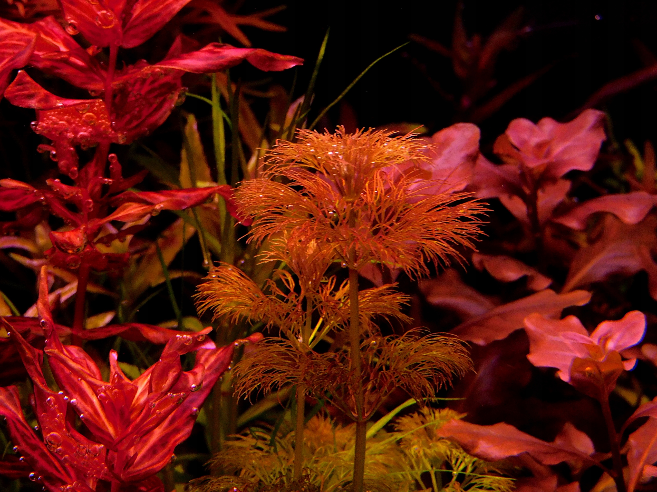 Limnophila Sessiliflora sp. Orange Laos RARYTAS