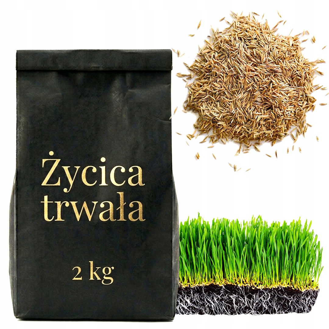 TRAWA GAZONOWA ŻYCICA TRWAŁA ODPORNA SZYBKO ROŚNIE RAJGRAS ANGIELSKI - 2kg