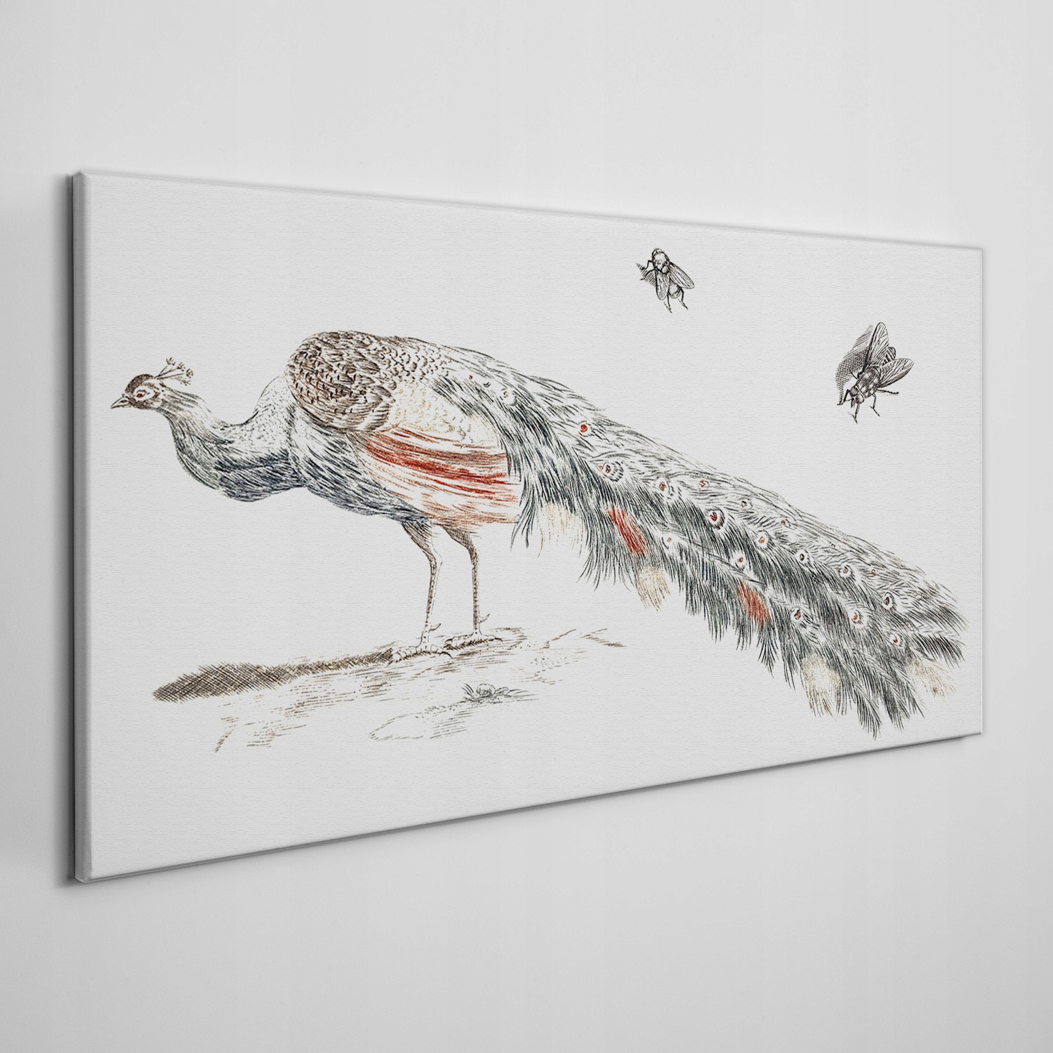 

Obraz na płótnie Zwierzę ptak paw muchy 100x50 cm