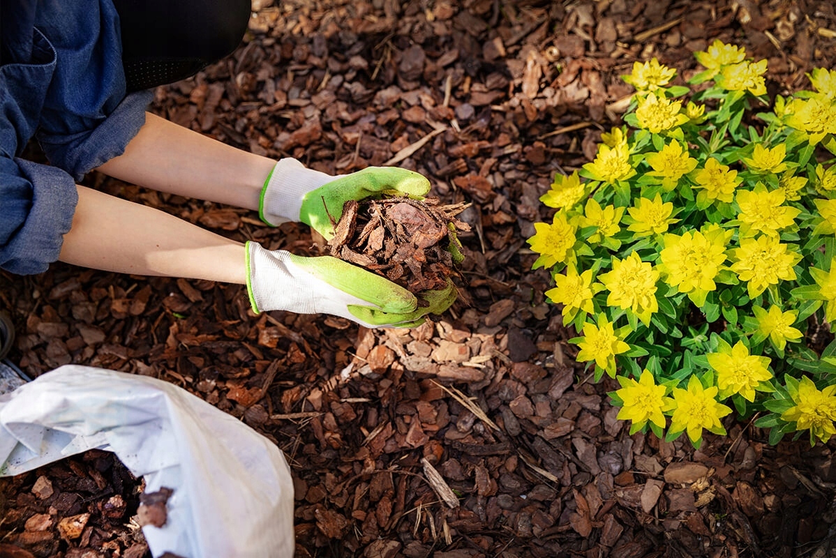 KORA SOSNOWA OGRODOWA 20-40MM 80L ŚREDNIA SORTOWANA PRZESIEWANA KORTRANS Marka Kortrans