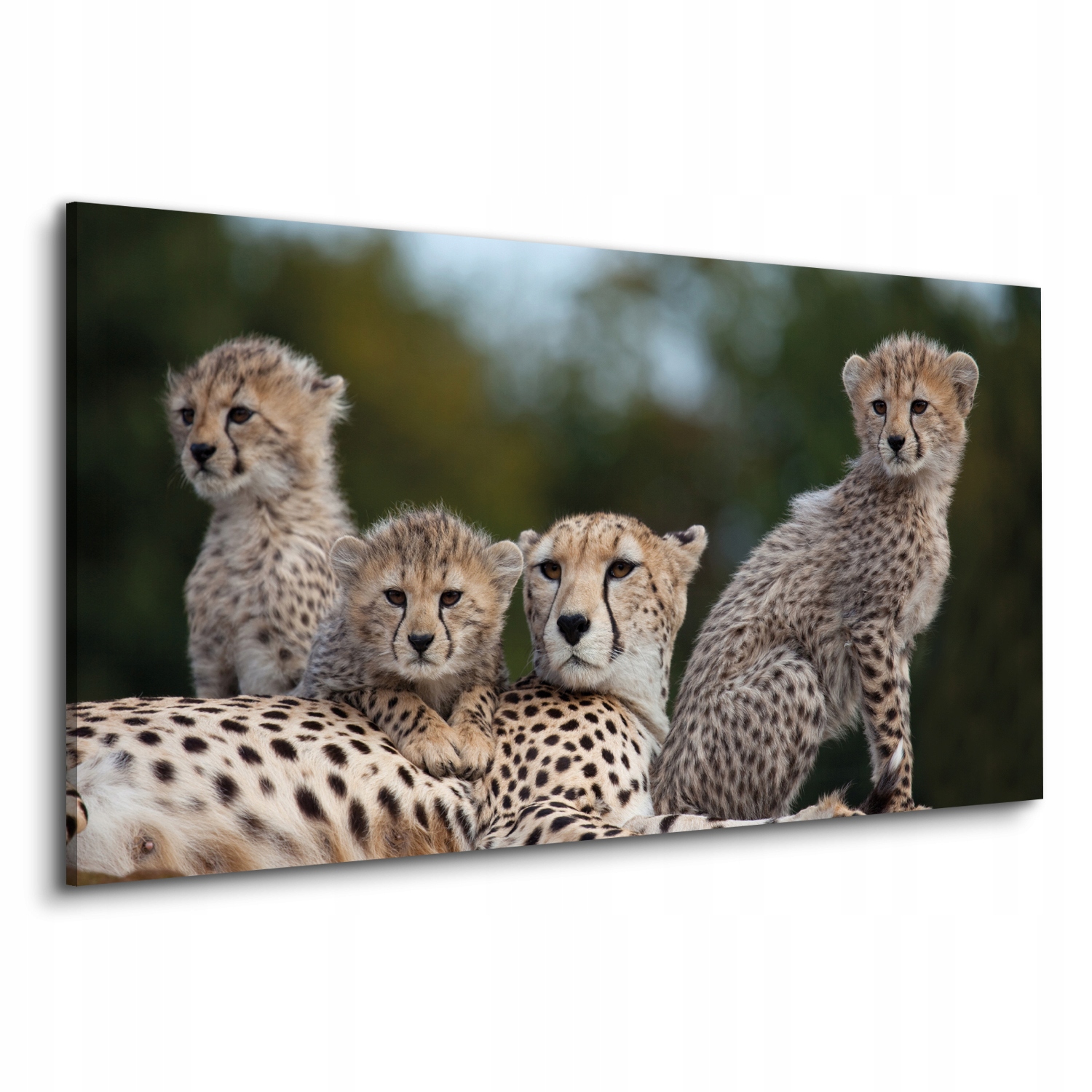 Fotografie na plátně do ložnice 120x60 Gepardy