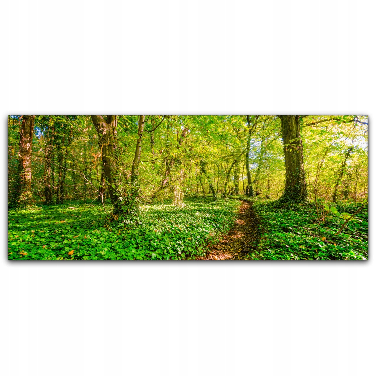 

Obraz na płótnie ścienny 125x50 Las Natura Drzewa