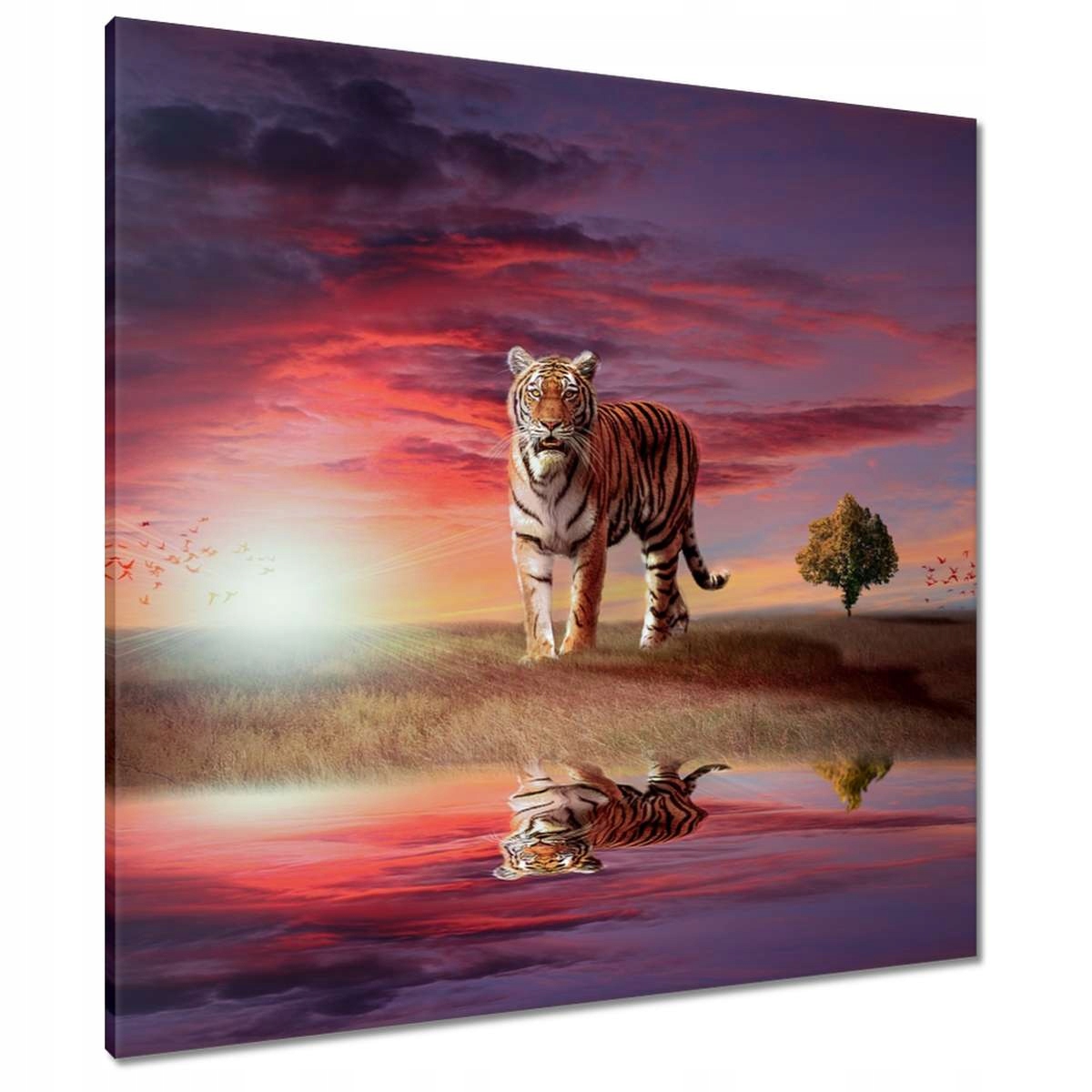 Obrazy 80x80 Tygr