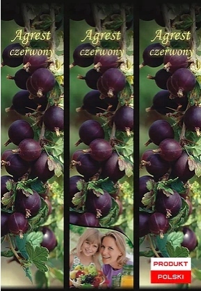 Agrest czerwony sadzonka w kartoniku