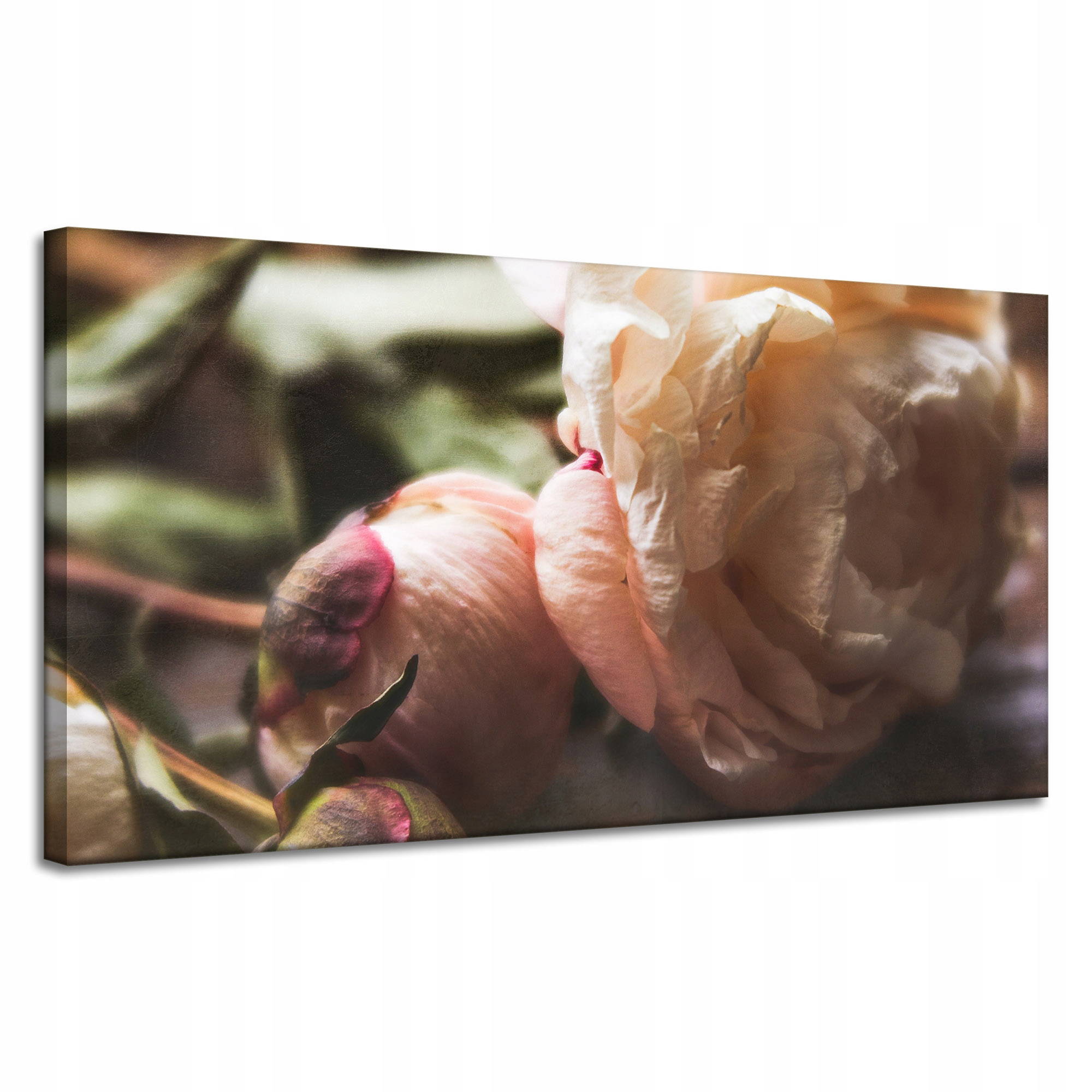 Obraz Canvas Botanika Peonia bílá 120x60 cm