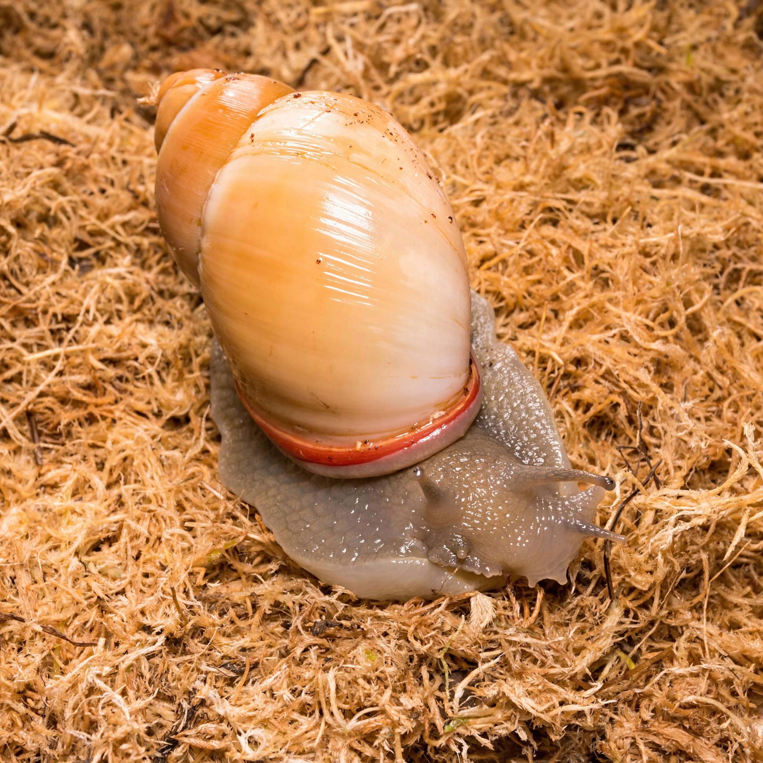 Mech torfowiec prasowany Sphagnum 8l - 100g do terrarium Spagmoss Besgrow pH 0-4.8