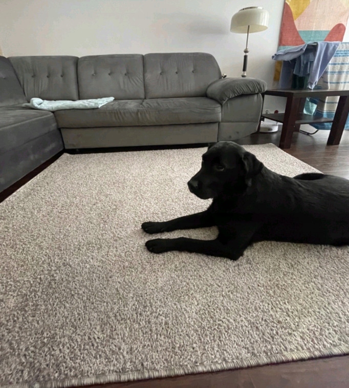 Modny Dywan Shaggy Puszysty Do Salonu Miękki 180x200 Prostokąt POPIEL Długość 200 cm