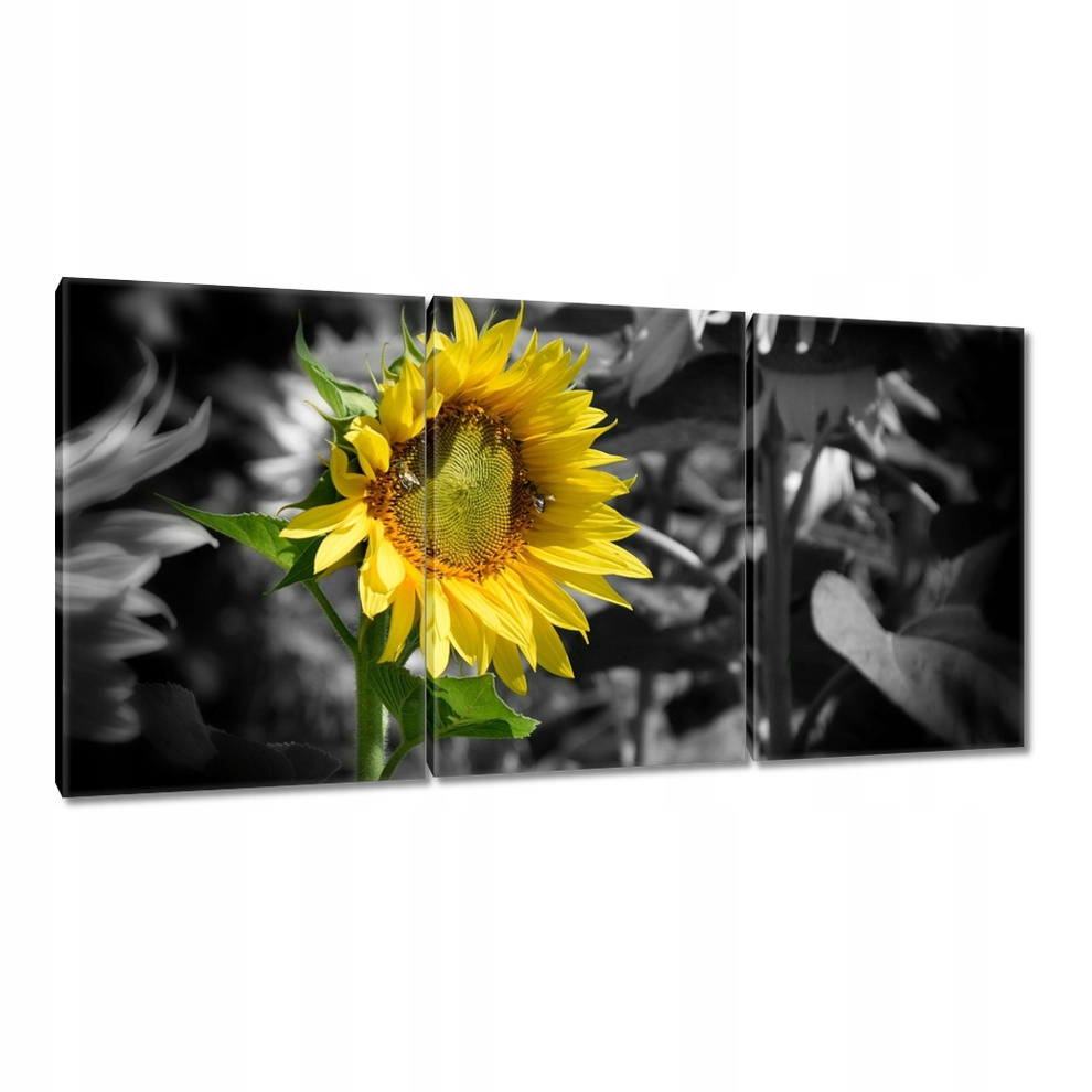 

Obrazy 120x60 Słonecznik
